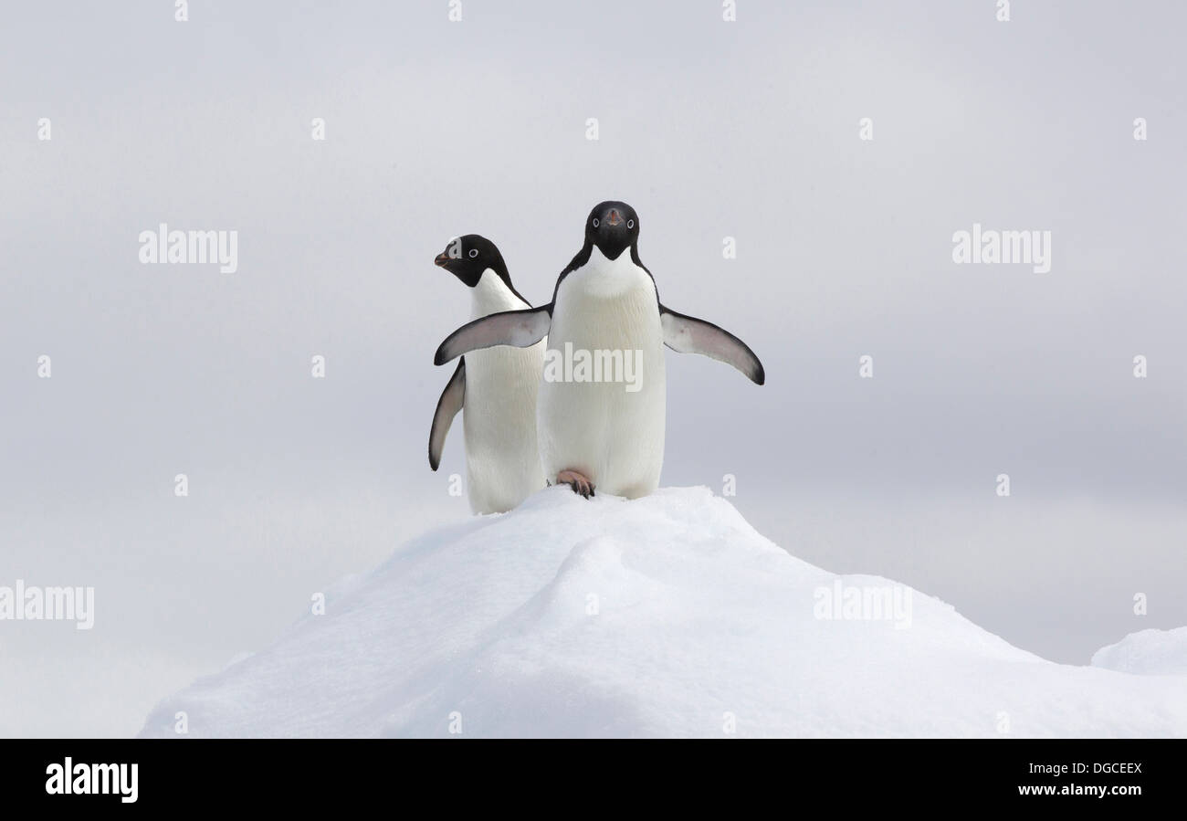 Adelie pingouins sur la banquise dans l'océan du sud, 180 miles au nord de l'Antarctique, l'Antarctique Banque D'Images