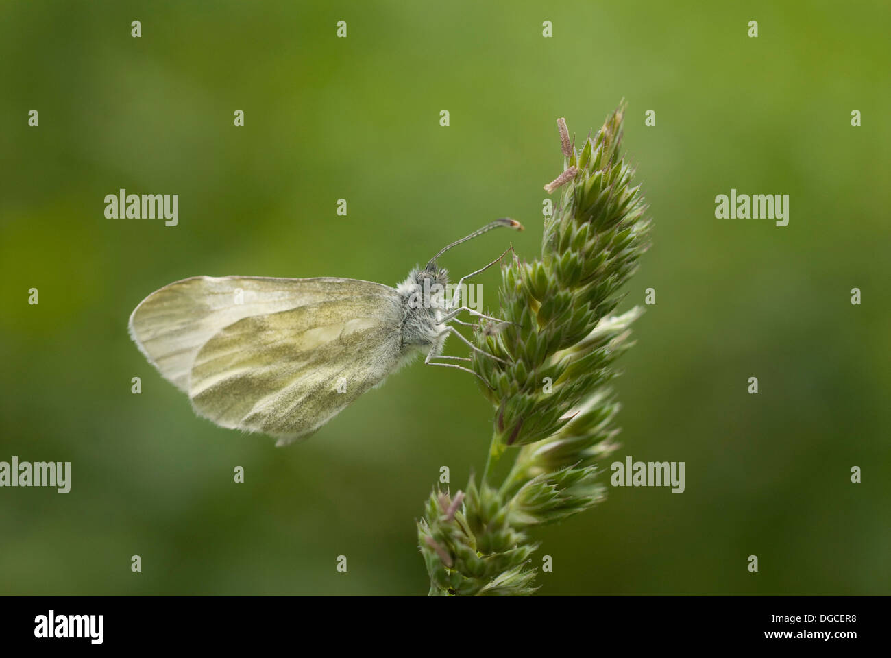 Papillon blanc en bois tourné dans le Burren, comté de Clare, Irlande Banque D'Images