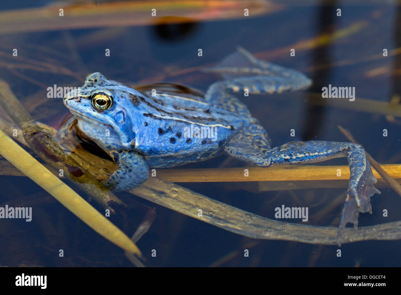 Moor Frog (Rana arvalis) mâle de couleur bleu flottant dans l'étang pendant la saison de reproduction au printemps Banque D'Images