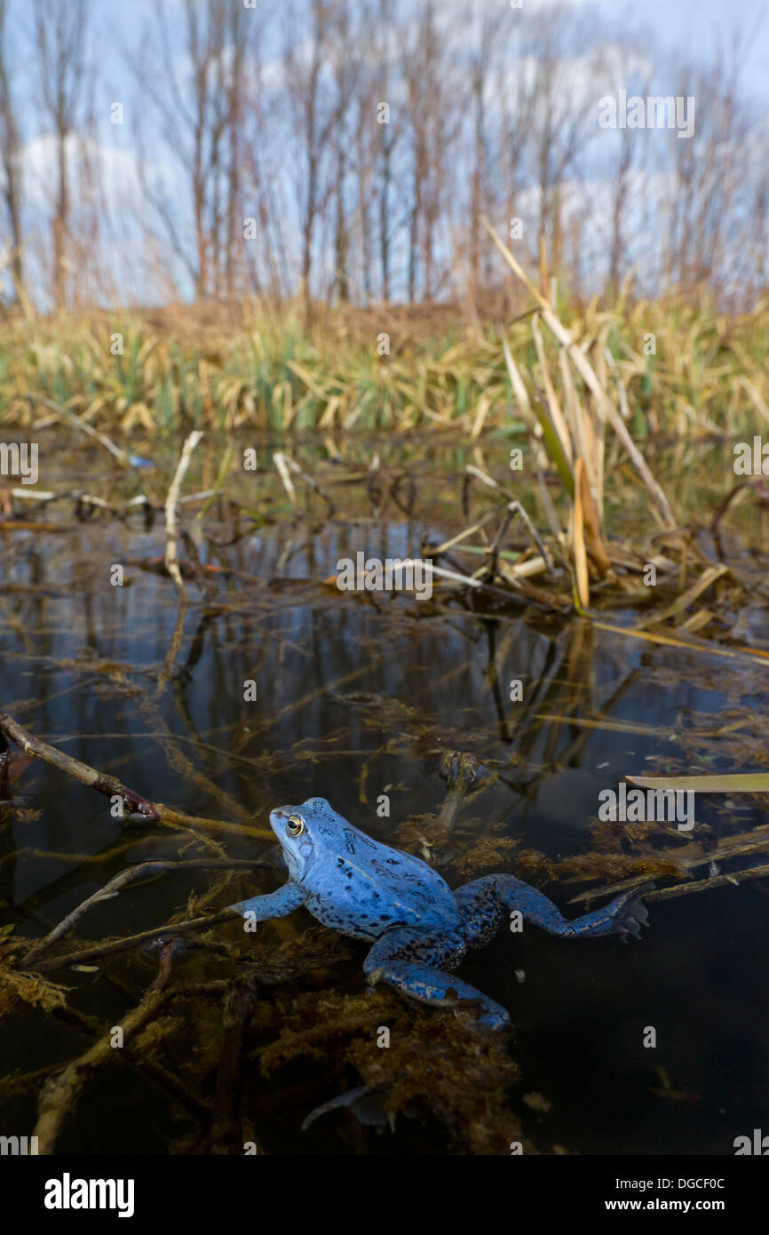 Moor Frog (Rana arvalis) mâle de couleur bleu flottant dans l'étang pendant la saison de reproduction au printemps Banque D'Images