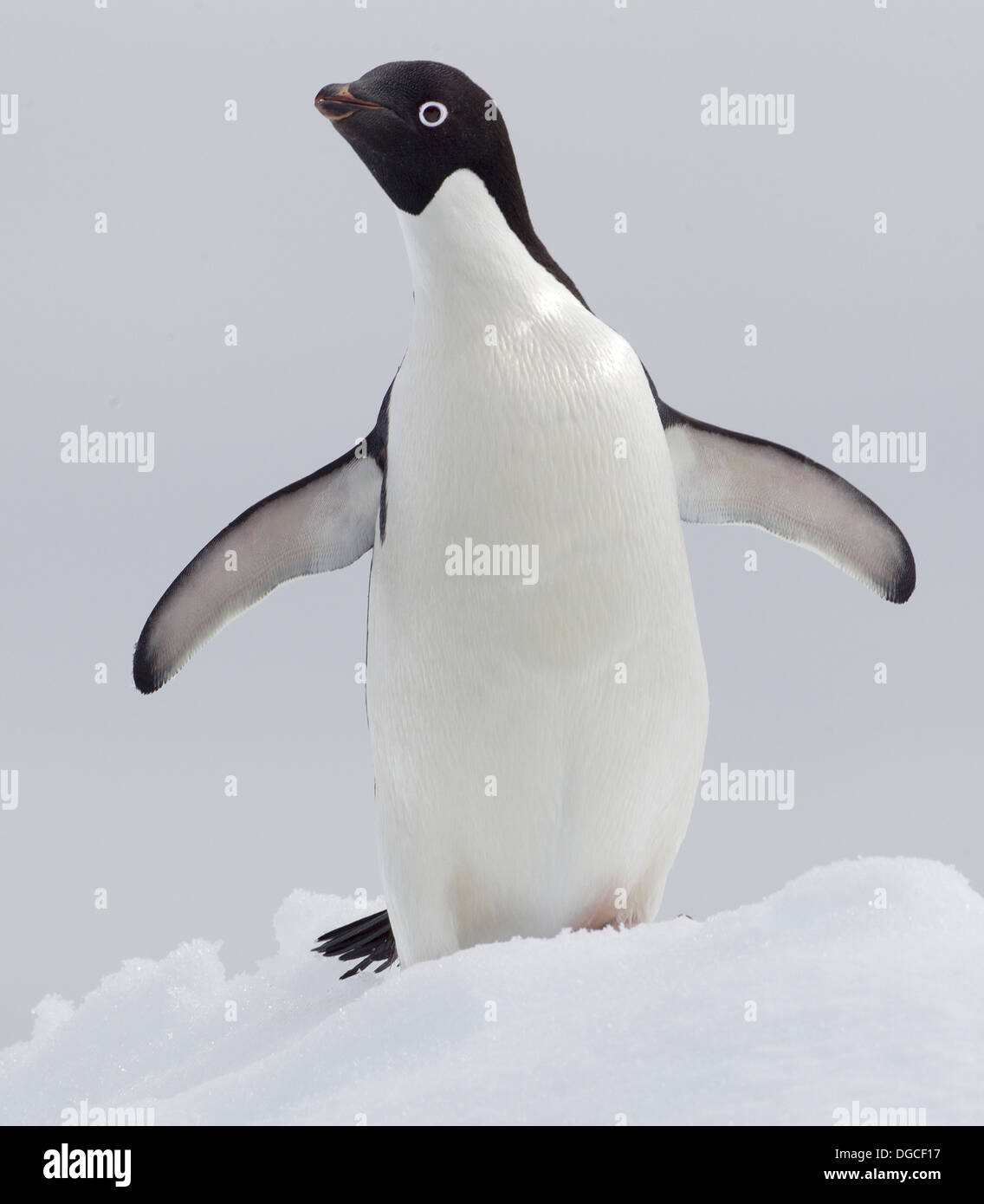 Adelie Penguin banquise dans l'océan du sud, 180 miles au nord de l'Antarctique, l'Antarctique Banque D'Images