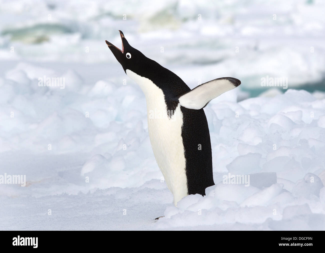 Adelie penguin sur la banquise dans l'océan du sud, 180 miles au nord de l'Antarctique, l'Antarctique Banque D'Images