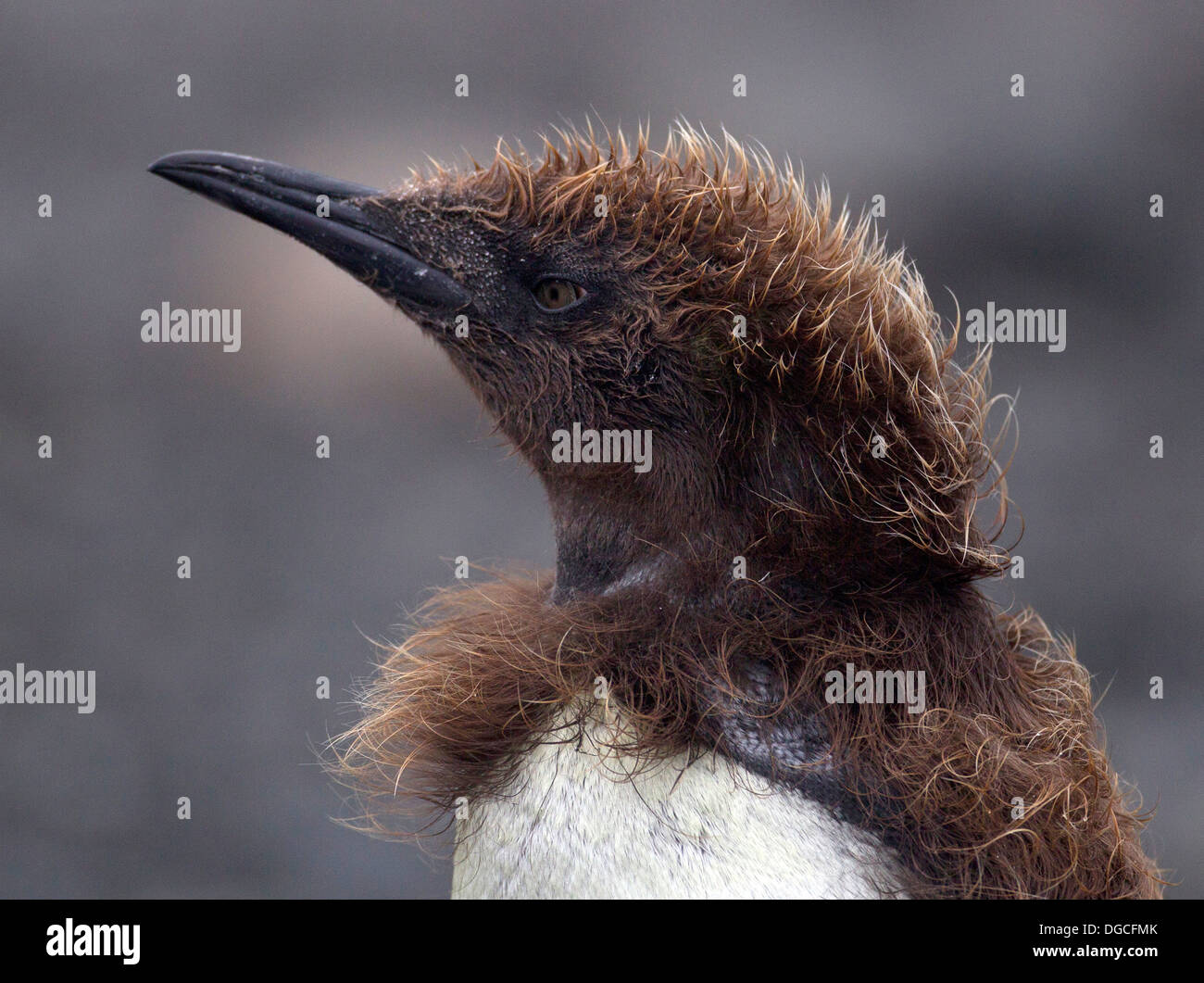 King Penguin chick, côte nord-est de l'île Macquarie, dans le sud de l'Ocean Banque D'Images