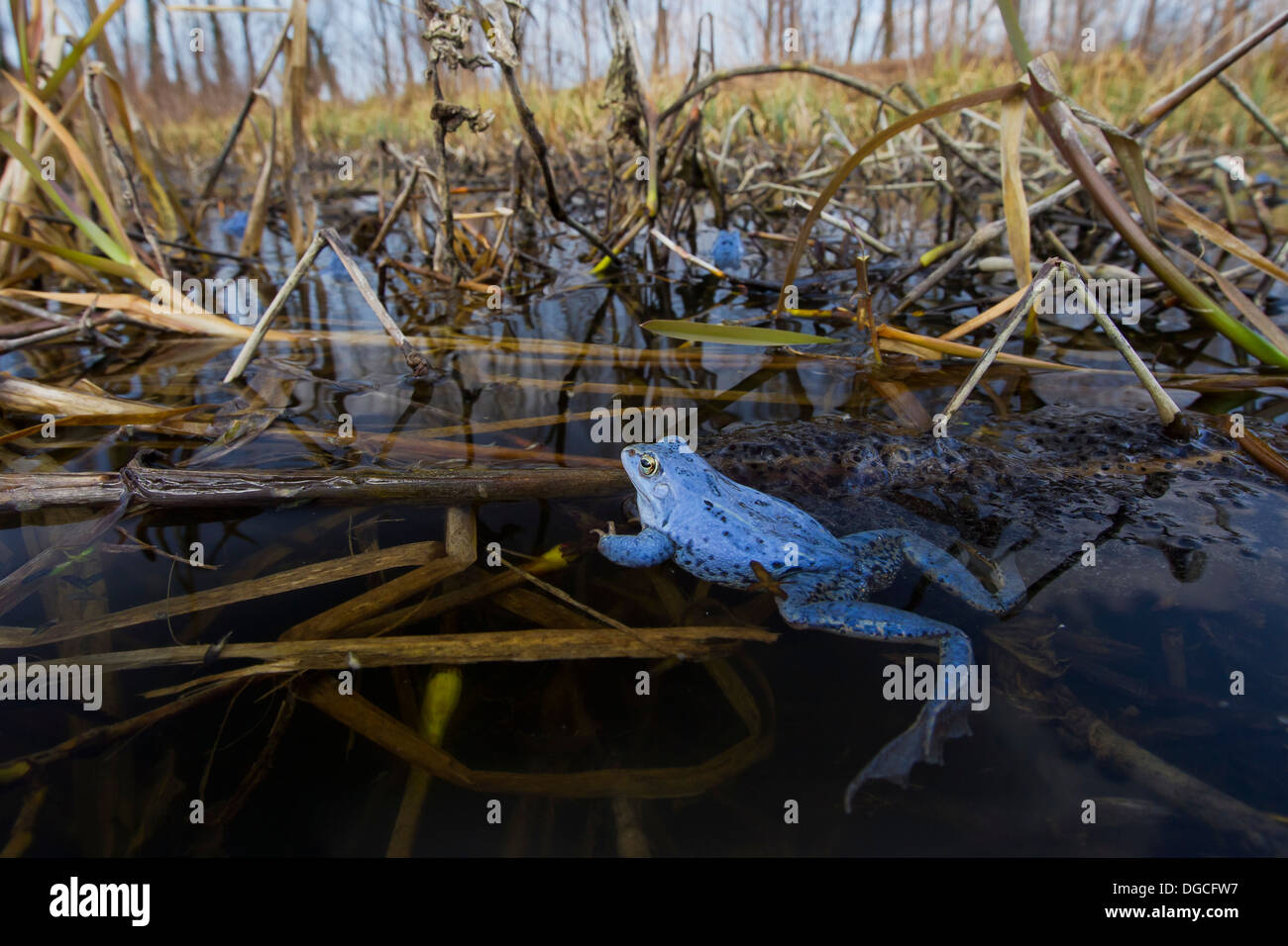 Moor frog spawn (Rana arvalis) et les hommes de couleur bleu flottant dans l'étang entre frogspawn durant la saison de reproduction au printemps Banque D'Images