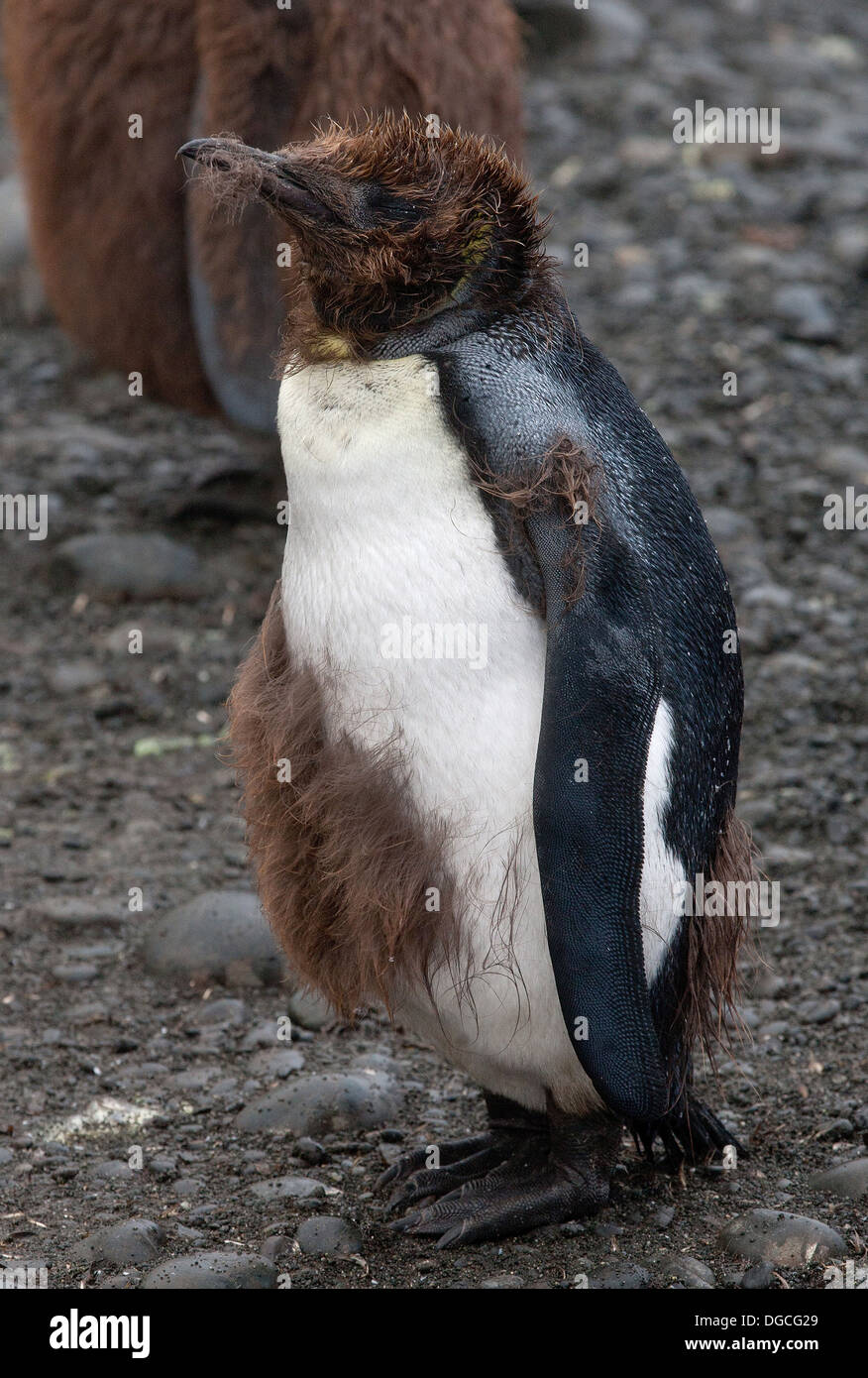 King Penguin chick, à la colonie de pingouins Roi, à Sandy Bay, le long de la côte est de l'île Macquarie, dans le sud de l'Ocean Banque D'Images