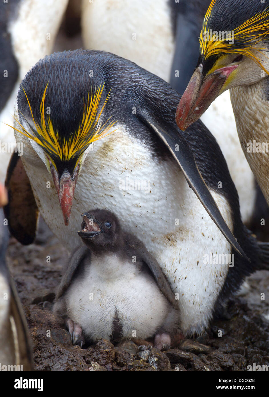 Manchot royal avec chick, parmi la colonie, sur une plage, le long de la côte nord-est de l'île Macquarie, dans le sud de l'Ocean Banque D'Images