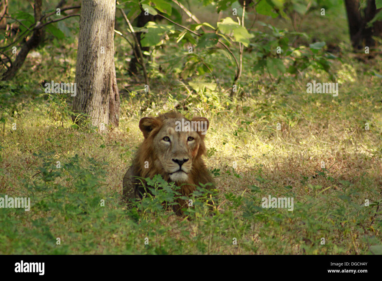 Majestic lion Panthera leo, Rif jungle, près de junahgadh, Gujarat, Inde Banque D'Images