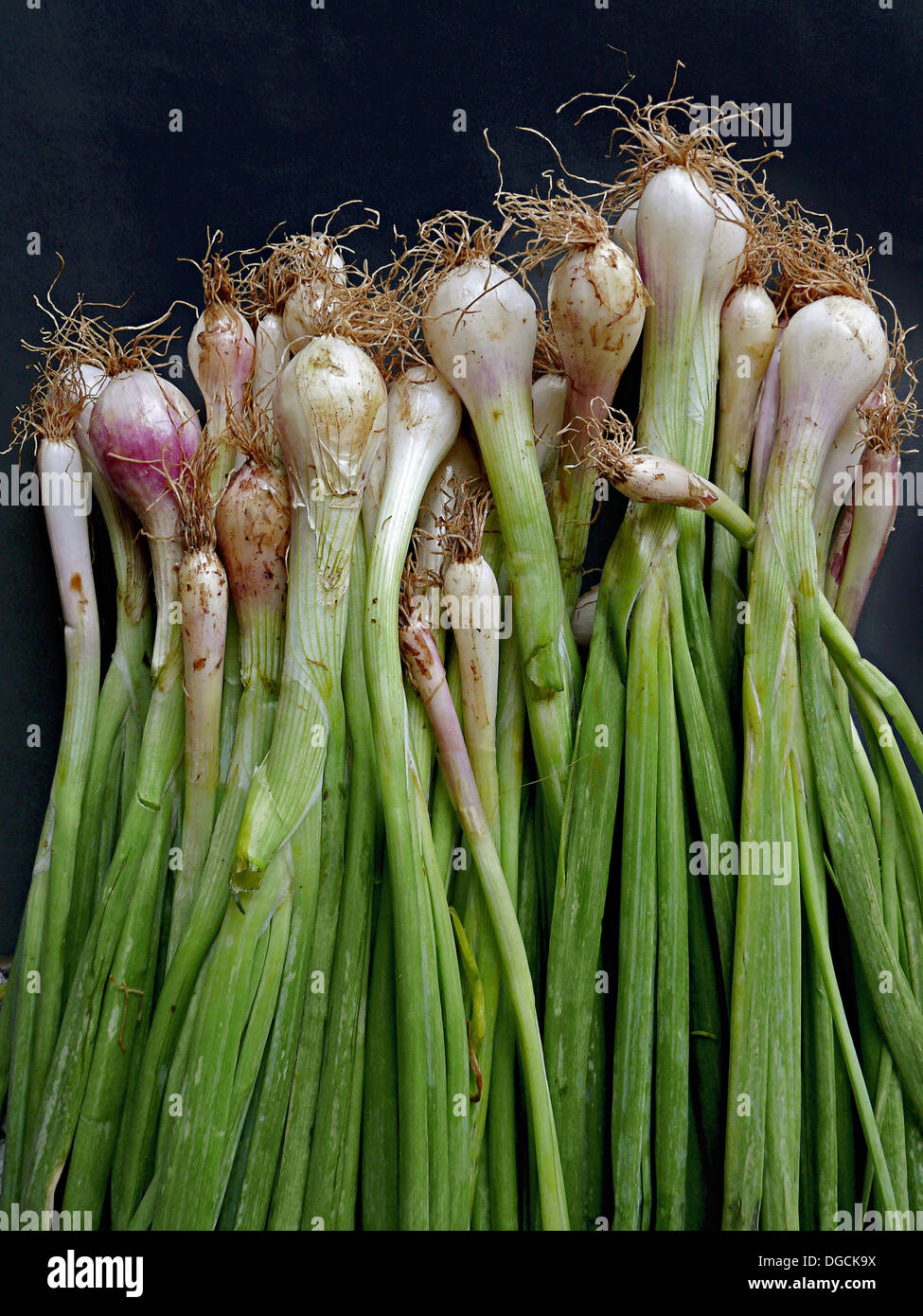 L'Oignon poireau. Huiles végétales courantes. Un oignon est l'ampoule de la hardy herbe bisannuelle Allium cepa. Pune, Maharashtra, Inde. Banque D'Images