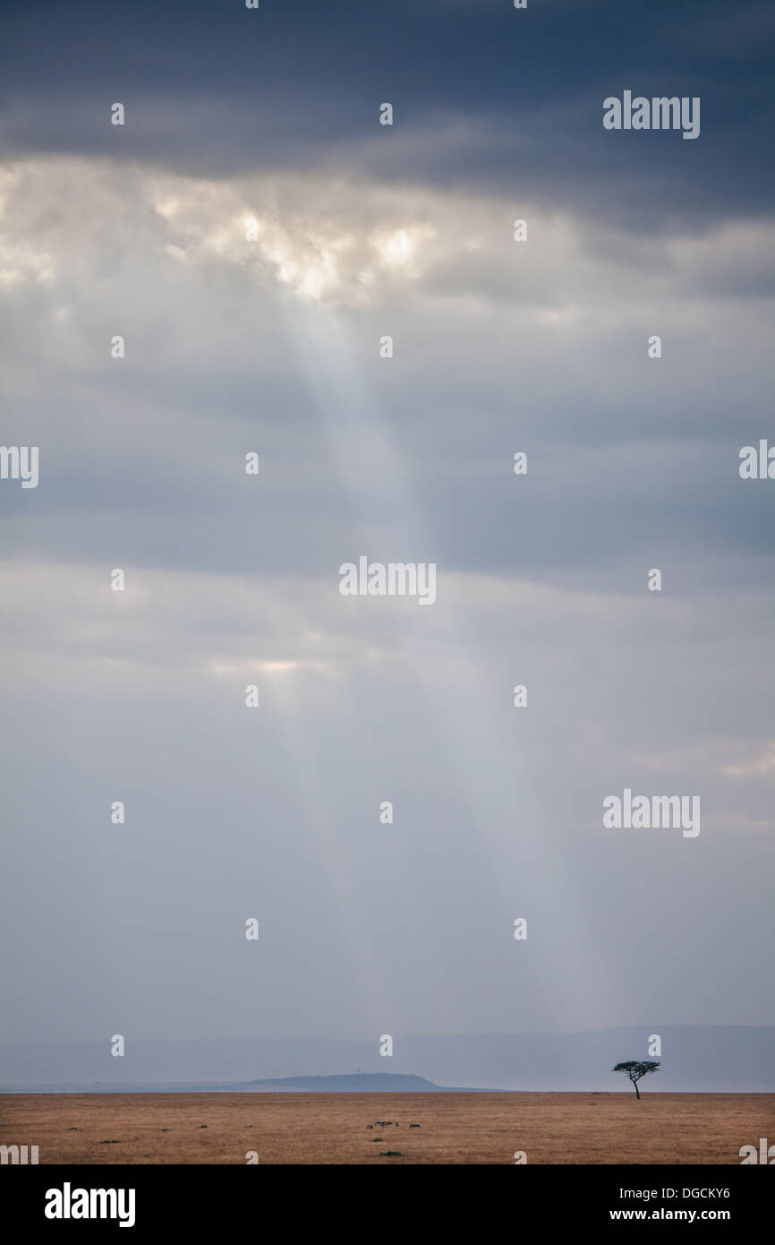 Un faisceau de lumière éclaire un arbre isolé dans le Maasai Mara Banque D'Images Un faisceau de lumière éclaire un arbre isolé dans le Maasai Mara Banque D'Images