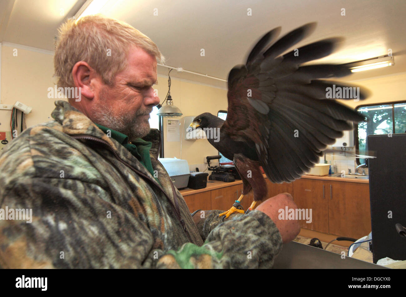 Falconer de la manipulation d'un young harris hawk Banque D'Images