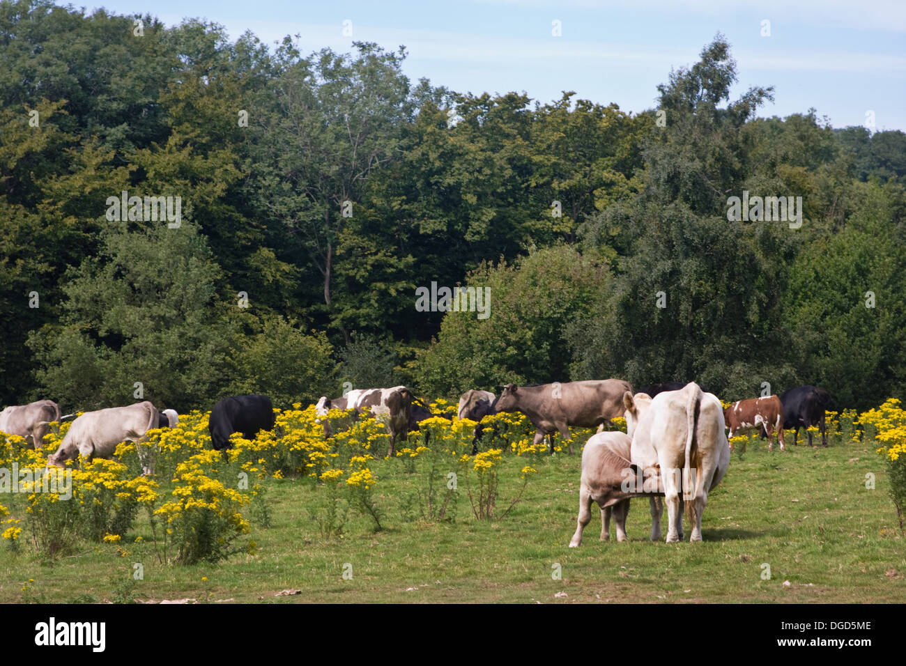 Le bétail dans les champs avec des fleurs Séneçon Banque D'Images