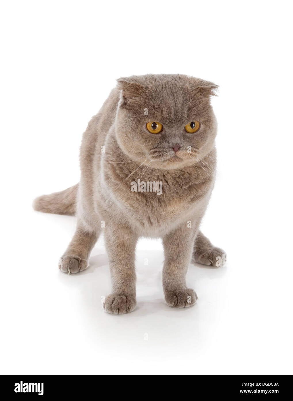 Chat Scottish Fold isolé sur fond blanc Banque D'Images