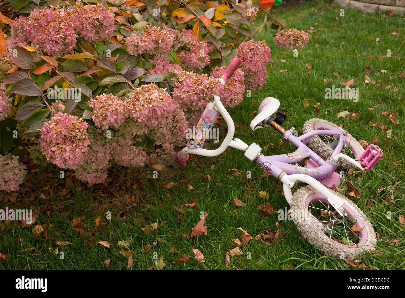 Location d'une fille se trouve sur le sol à côté d'un hortensia en fleurs sur un jour d'automne. Banque D'Images