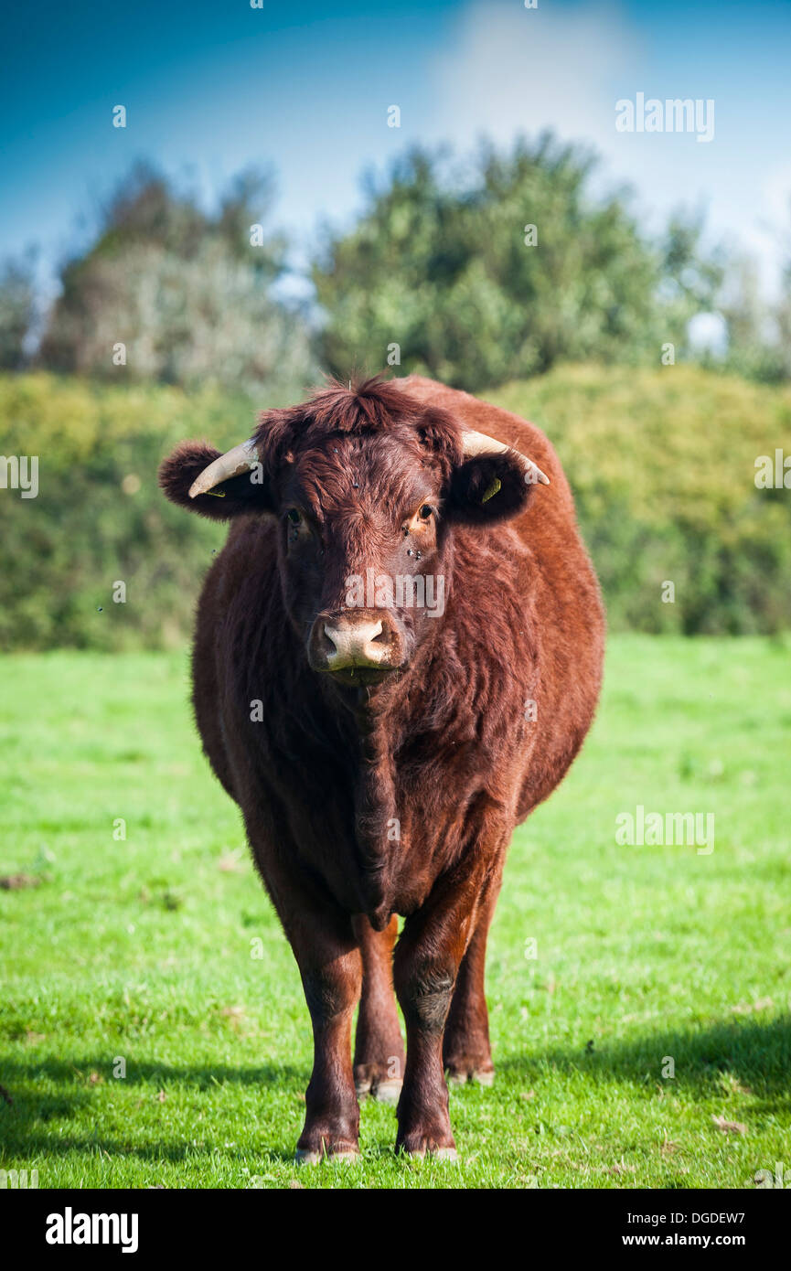 Red Ruby Devon du bétail dans un champ. Banque D'Images