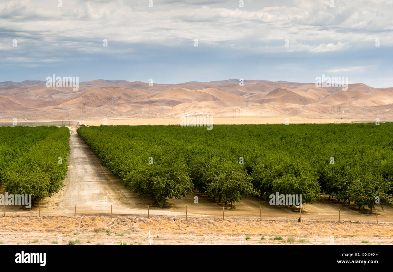 Un verger semble très sain dans la campagne Californai Banque D'Images