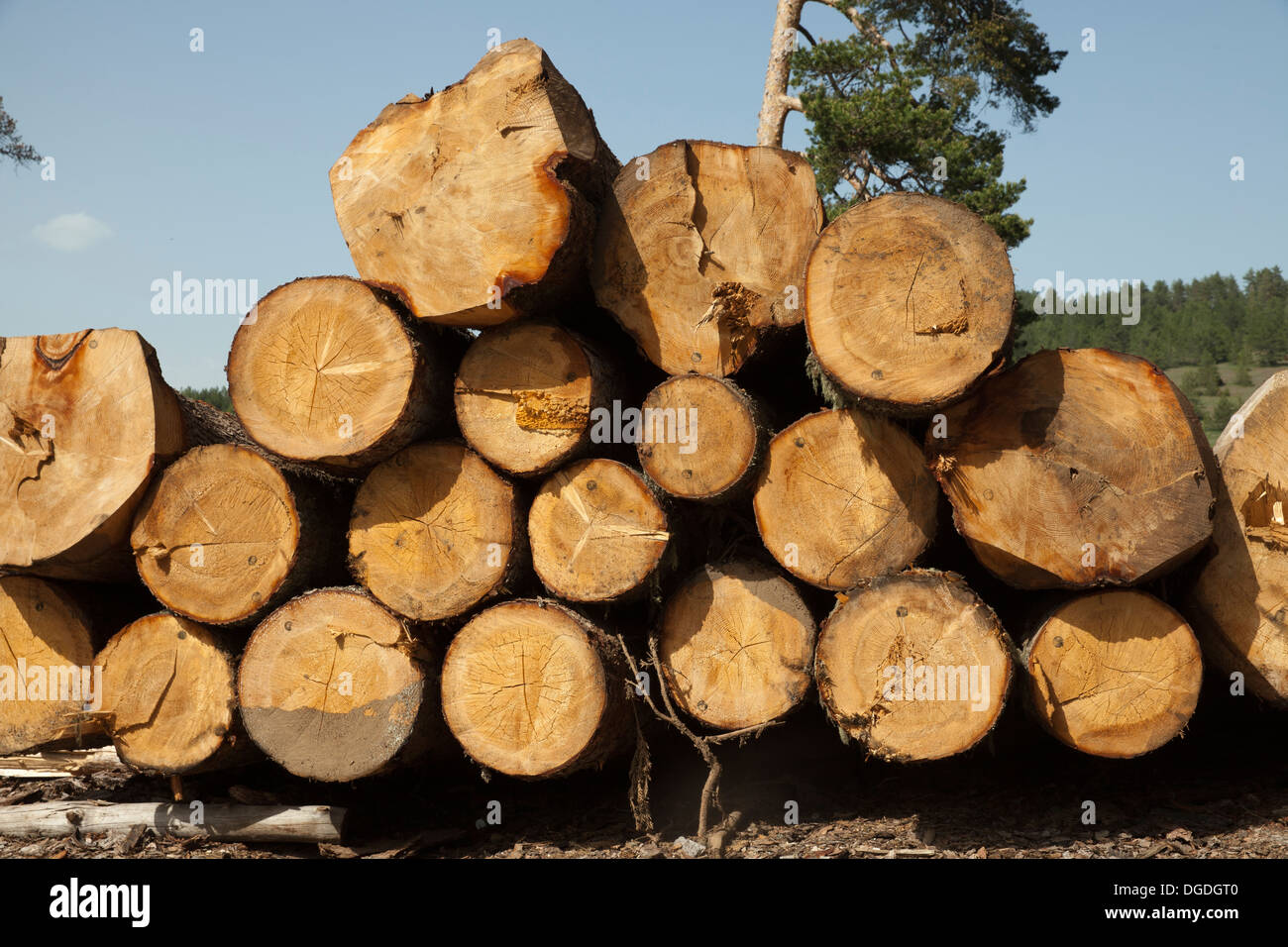 Grumes de bois abattus dans une pile Banque D'Images