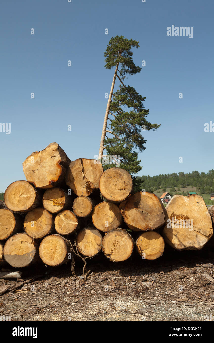 Grumes de bois abattus dans une pile Banque D'Images
