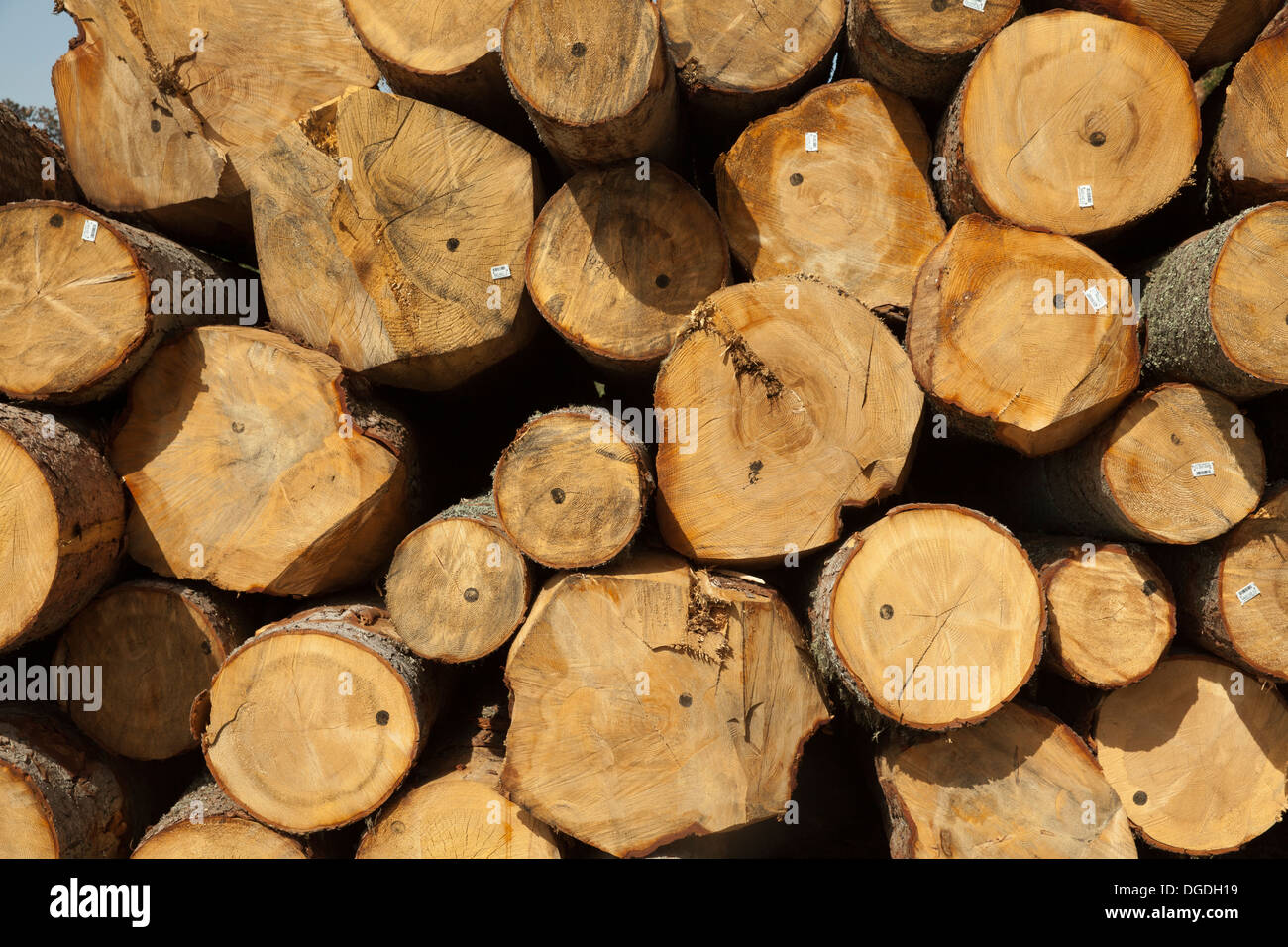 Grumes de bois abattus dans une pile Banque D'Images