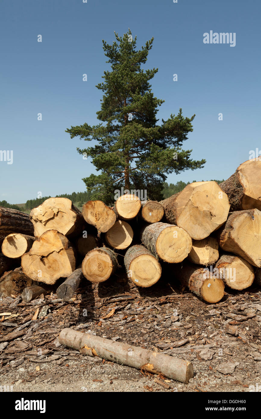 Grumes de bois abattus dans une pile Banque D'Images