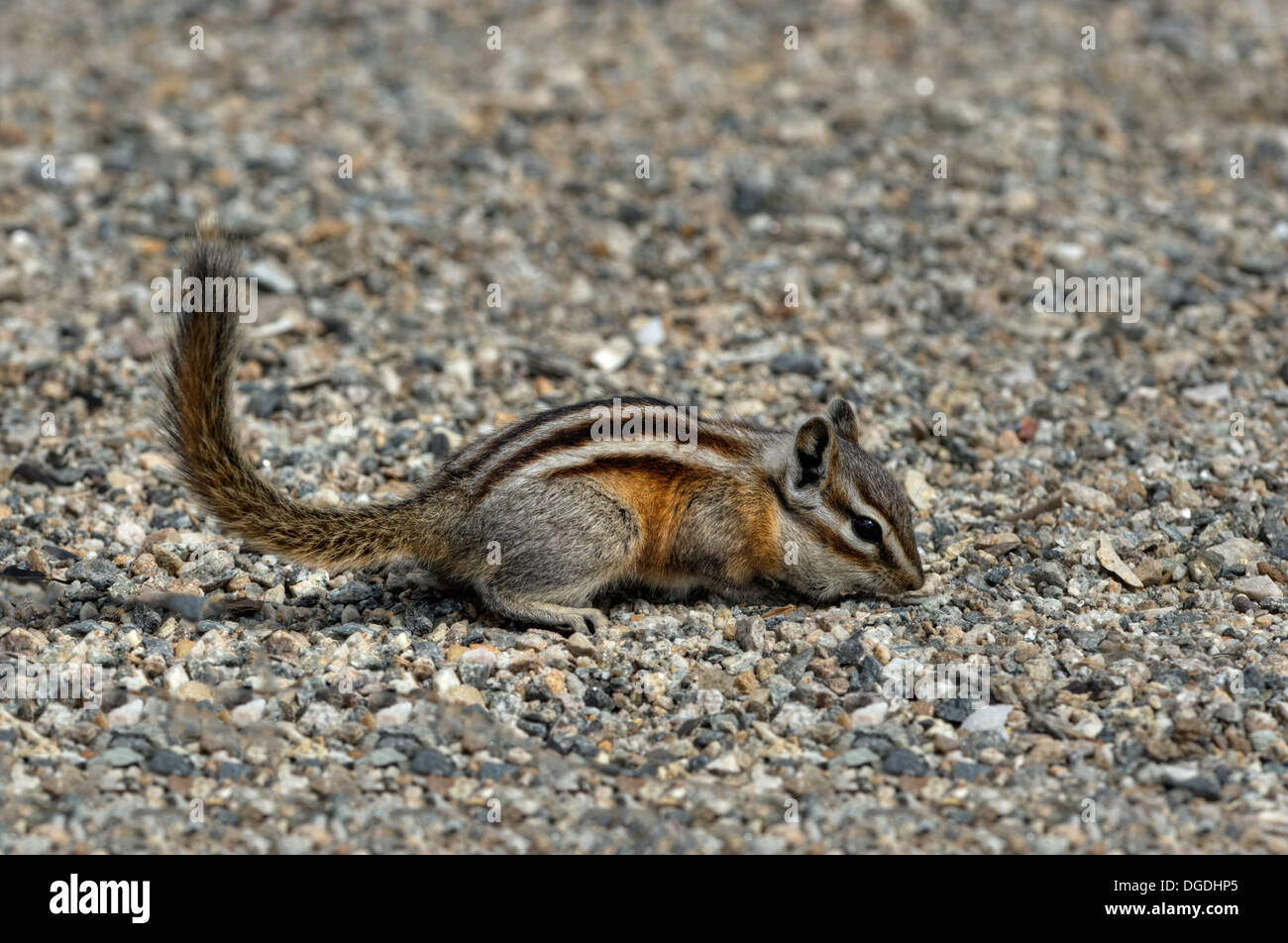 Le tamia mineur (Tamias minimus) en quête de nourriture. Banque D'Images