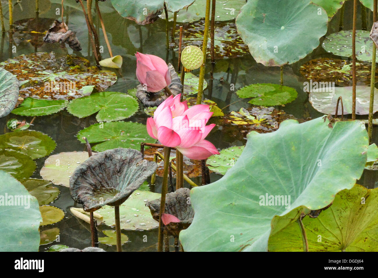 Fleur de Lotus dans un étang, à Ninh Binh, Vietnam Banque D'Images