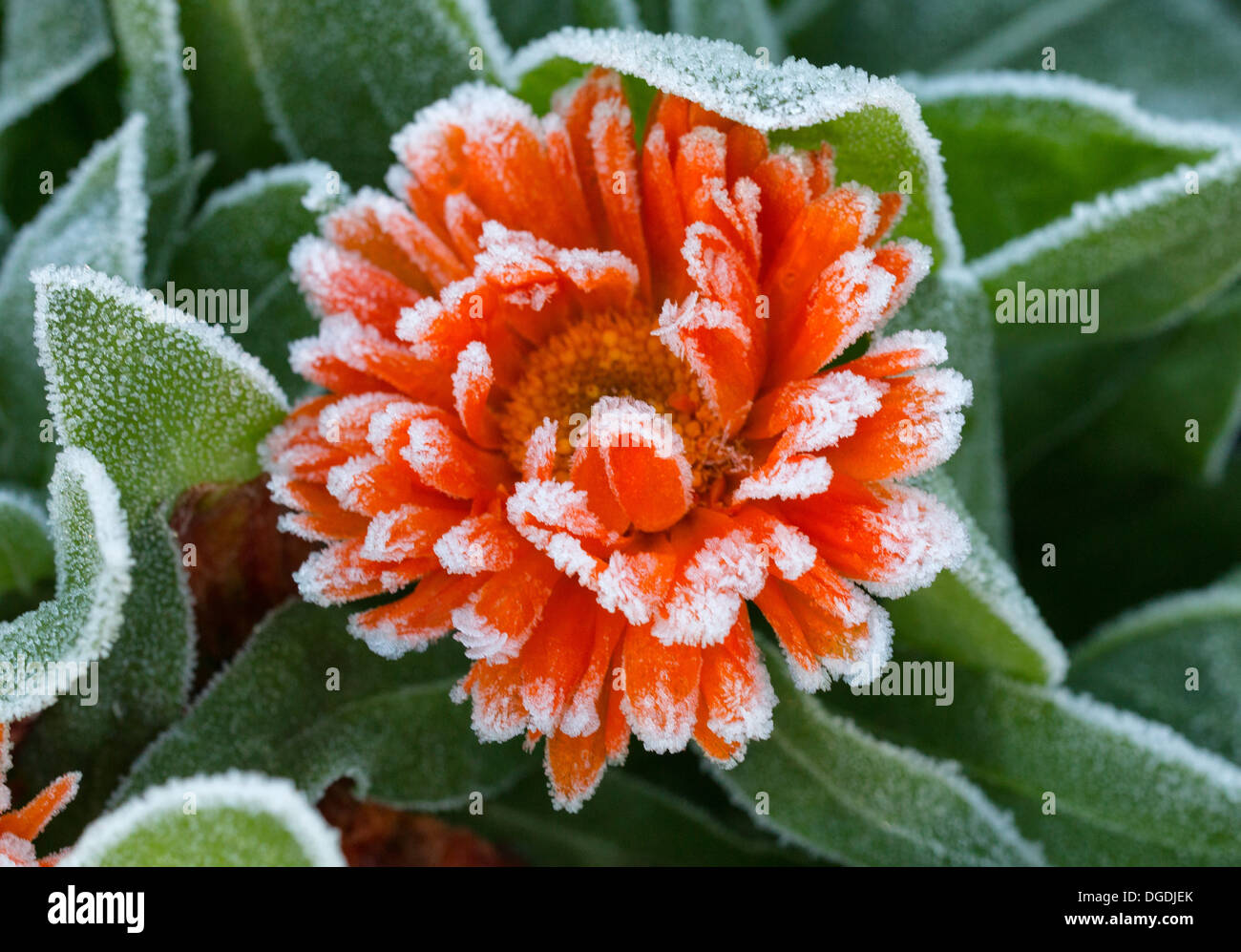 Givre sur marigold flower Banque D'Images