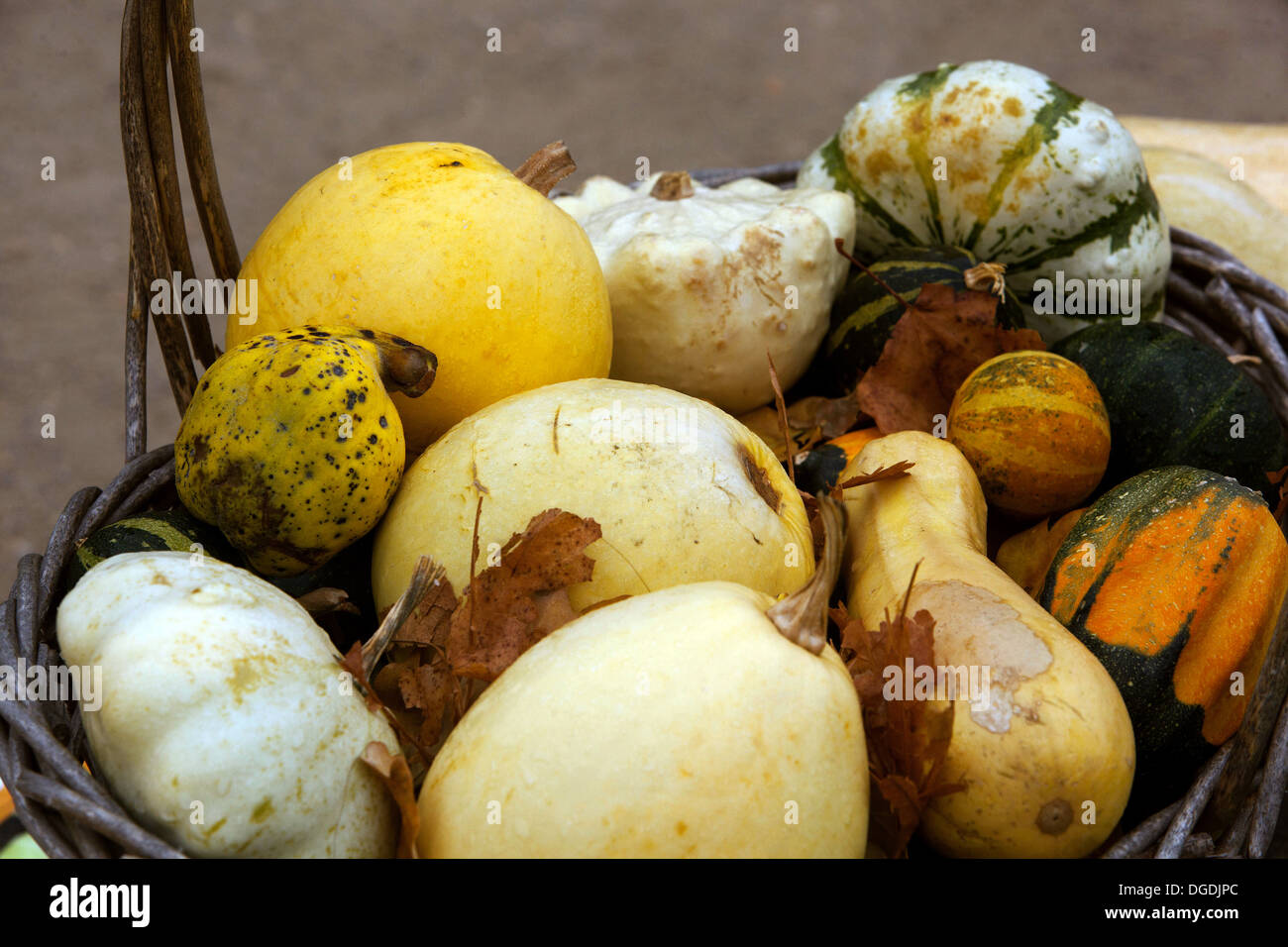 Citrouilles d'automne, la récolte Banque D'Images