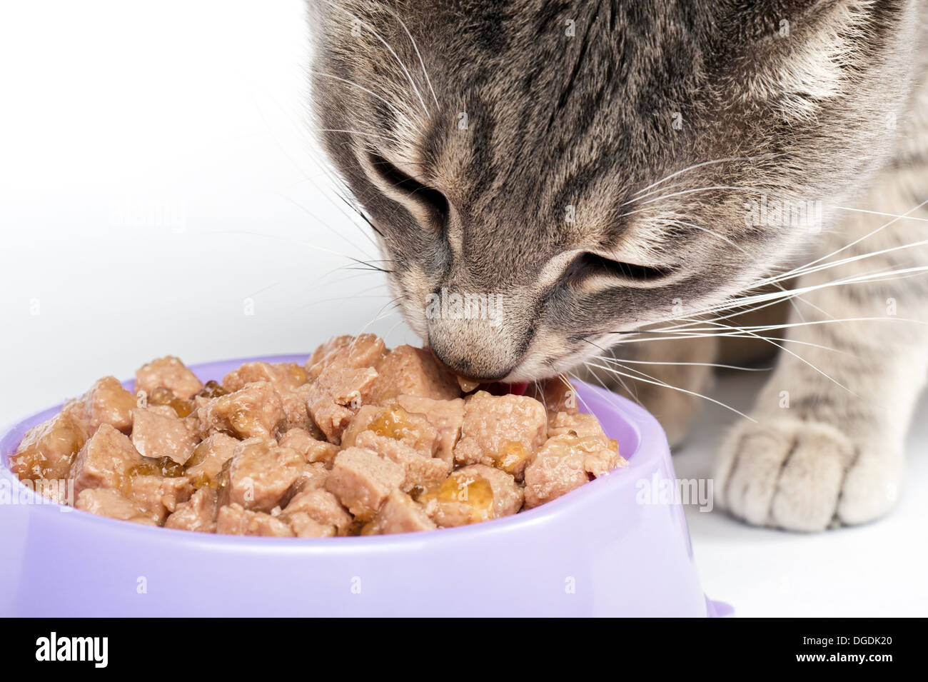 Libre de manger des aliments pour chats à partir d'un bol Banque D'Images