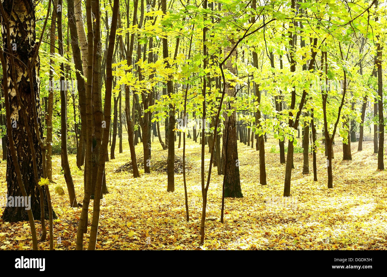 Magnifique forêt d'automne dans la soirée du soleil Banque D'Images