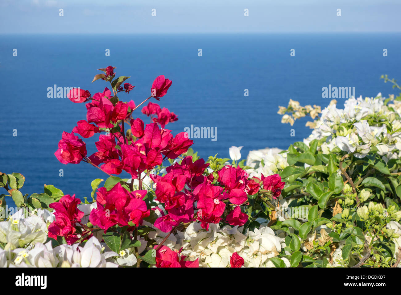 De belles fleurs à Oia, Santorin, Grèce Banque D'Images