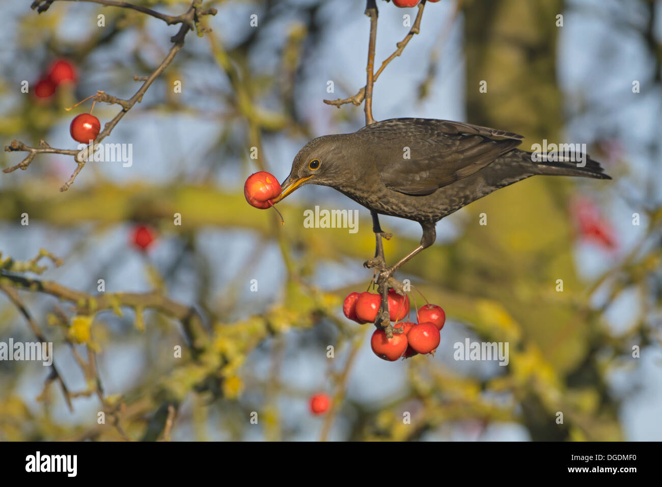 Blackbird Turdus merula - Femelle Banque D'Images