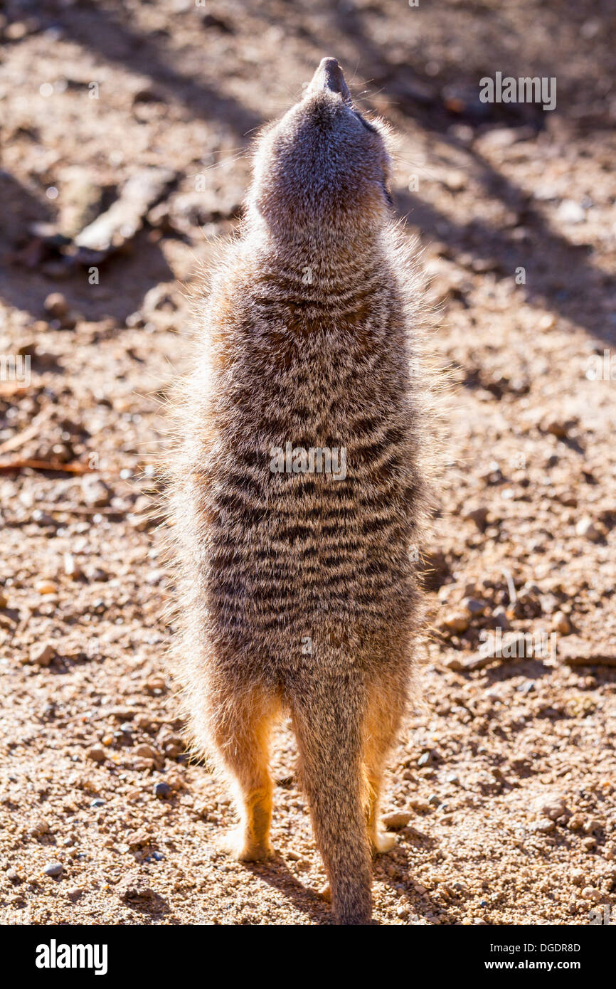 Meerkat captif à permanent vers le haut Banque D'Images