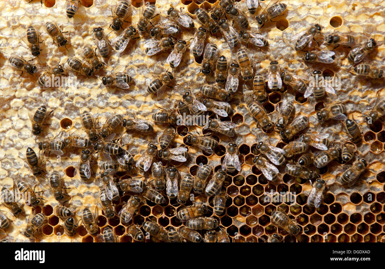 Une sélection et des détails d'une zone d'une ruche avec des abeilles européennes Banque D'Images