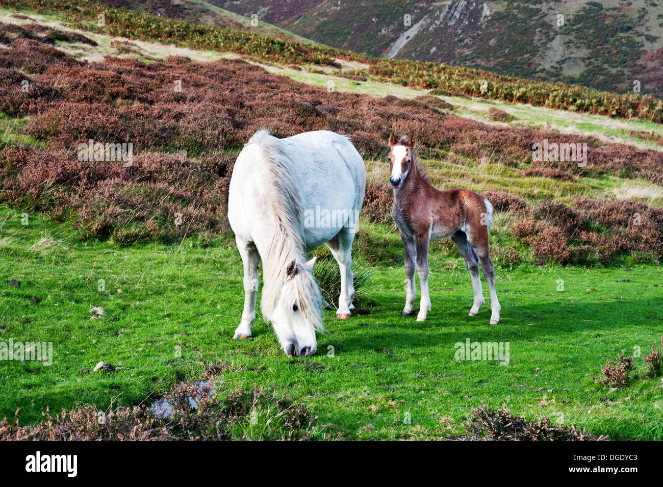 Church Stretton, Shropshire, au Royaume-Uni. Poney sauvage et son poulain pâturage sur Long Mynd sur journée d'automne. Banque D'Images