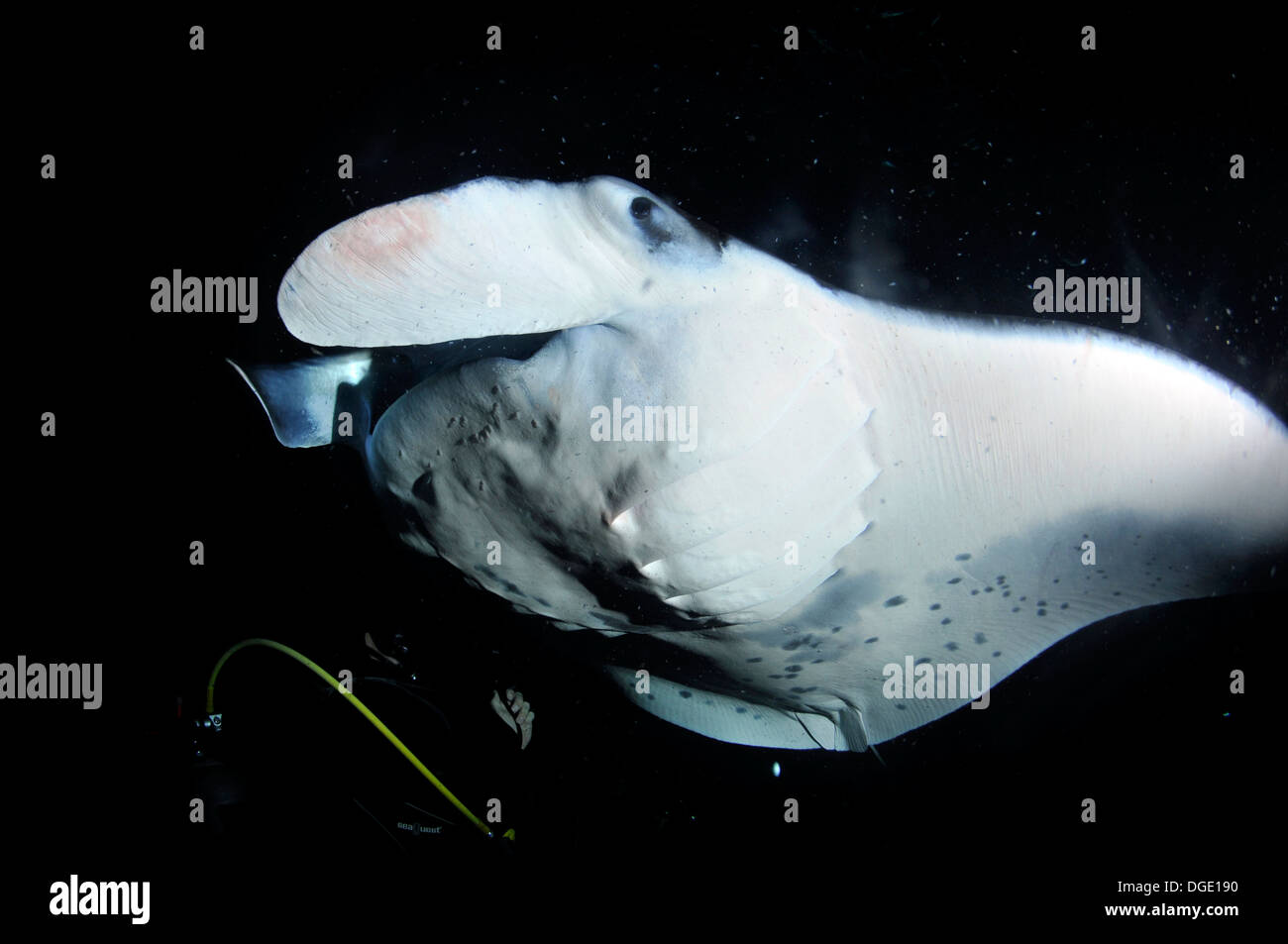 Scuba Diver et Manta Ray la nuit, Manta birostris, Kailua-Kona, Hawaii, North Pacific Banque D'Images