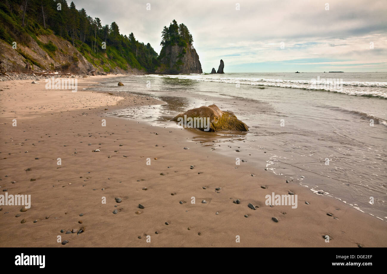 WASHINGTON - La plage de Mosquito Creek Wilderness sur un article de la côte du Pacifique dans le parc national Olympic. Banque D'Images