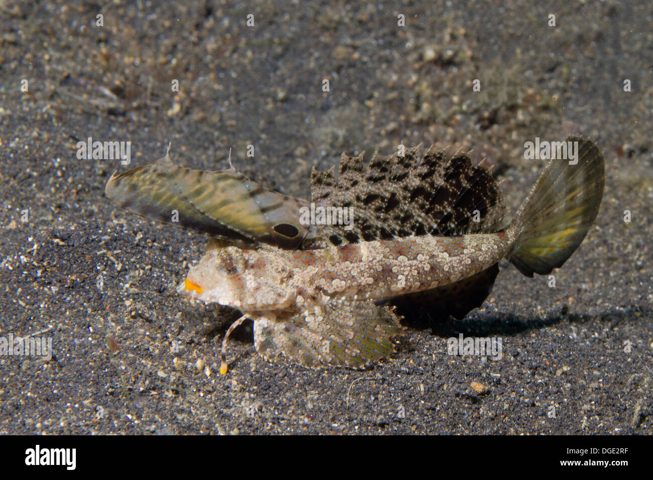 Les jeunes poissons dragonet Banque D'Images