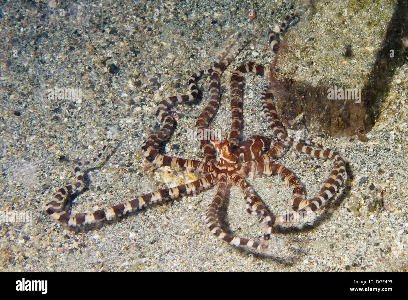 Wunderpus Wunderpus photogenicus.(poulpe) Détroit de Lembeh (Indonésie). Banque D'Images