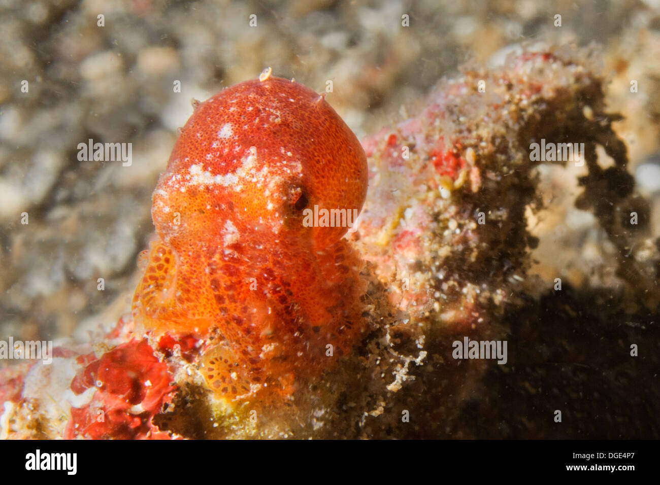 Poison Ocellate Octopus en forme juvénile est assis sur une bouteille qui est c'est h ome.(Amphioctopus siamensis).Détroit de Lembeh Indonésie, Banque D'Images