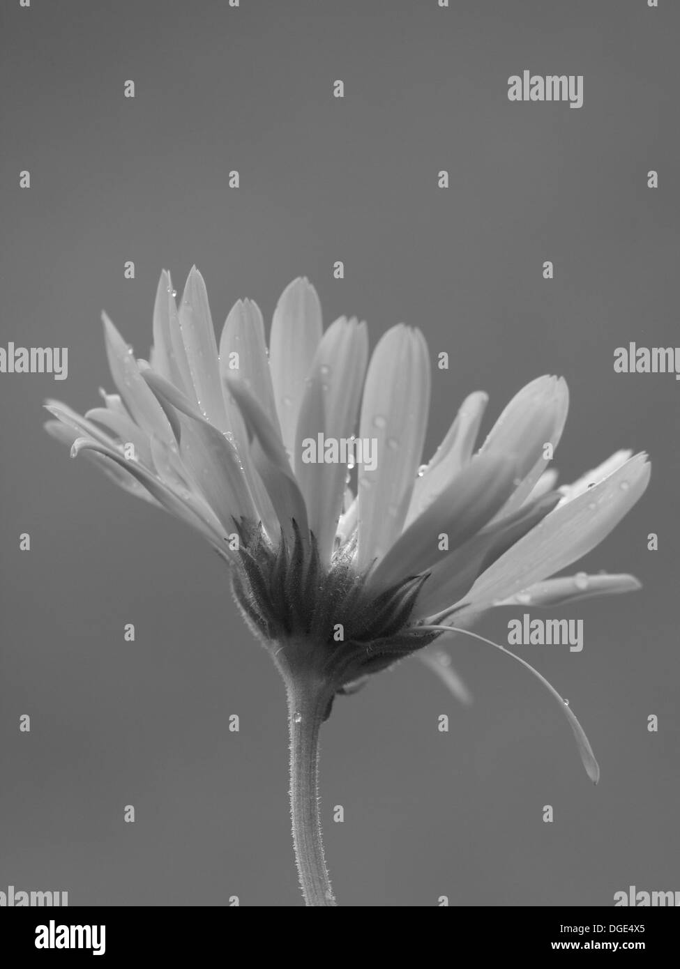 Souci / Calendula officinalis / Garten Ringelblume Banque D'Images