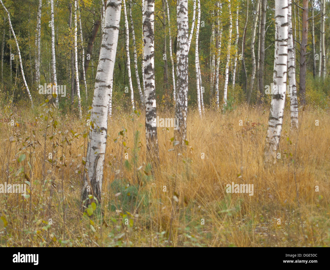 Bois, forêt de bouleaux arbres en automne / Wald mit Birken im Herbst Banque D'Images