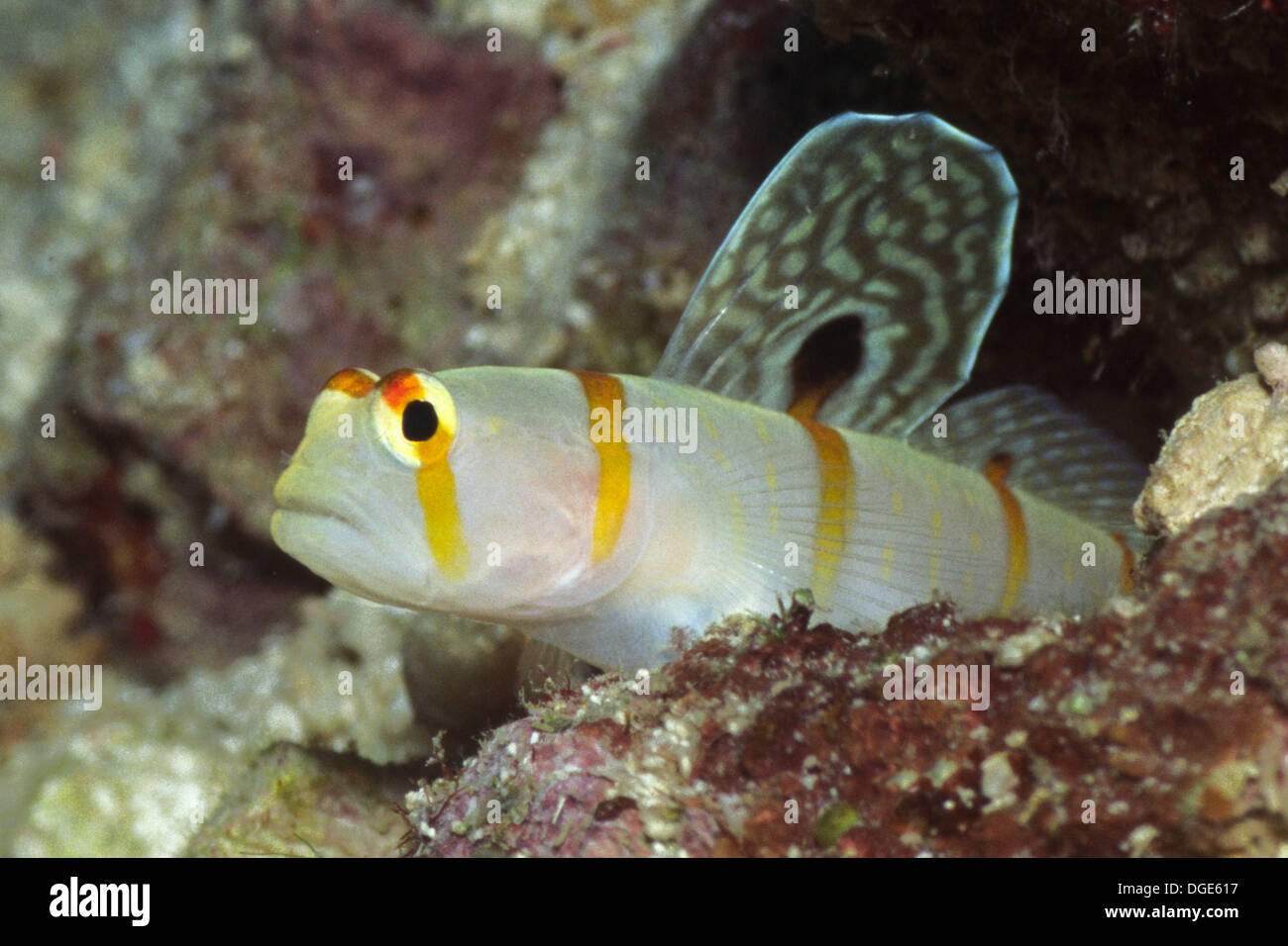 Randall's Shrimpgoby aussi appelé gobie Sailfin - libre.(Amblyeleotris randalli).Les Îles Salomon Banque D'Images