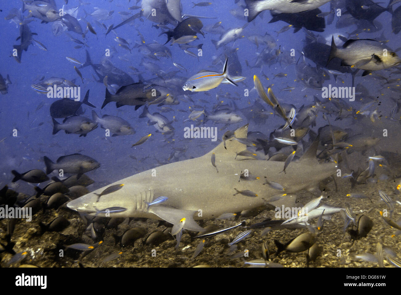 Sickle-Fin Requin citron Negaprion acutidens).(.Fidji Banque D'Images