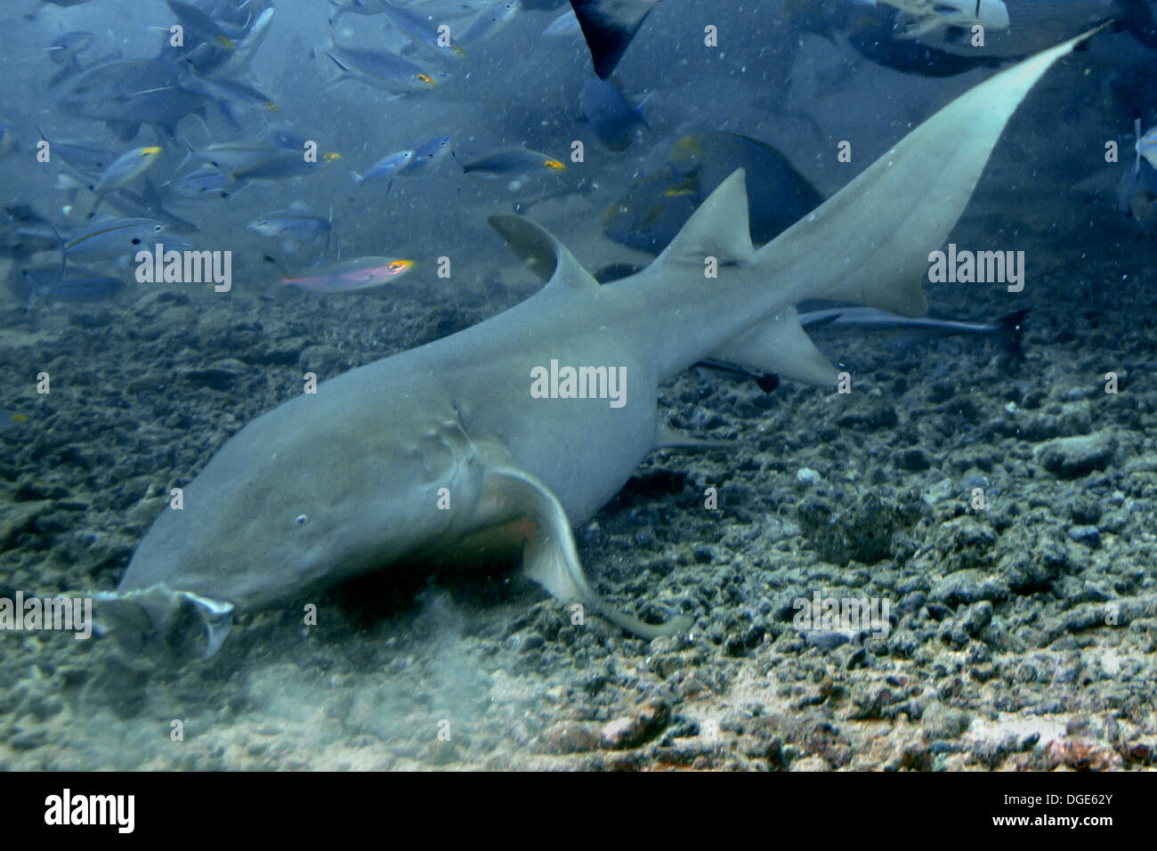 Requin nourrice fauve restes manger du poisson au fond de l'océan.(Nebrius) ferrungineus.Fidji Banque D'Images