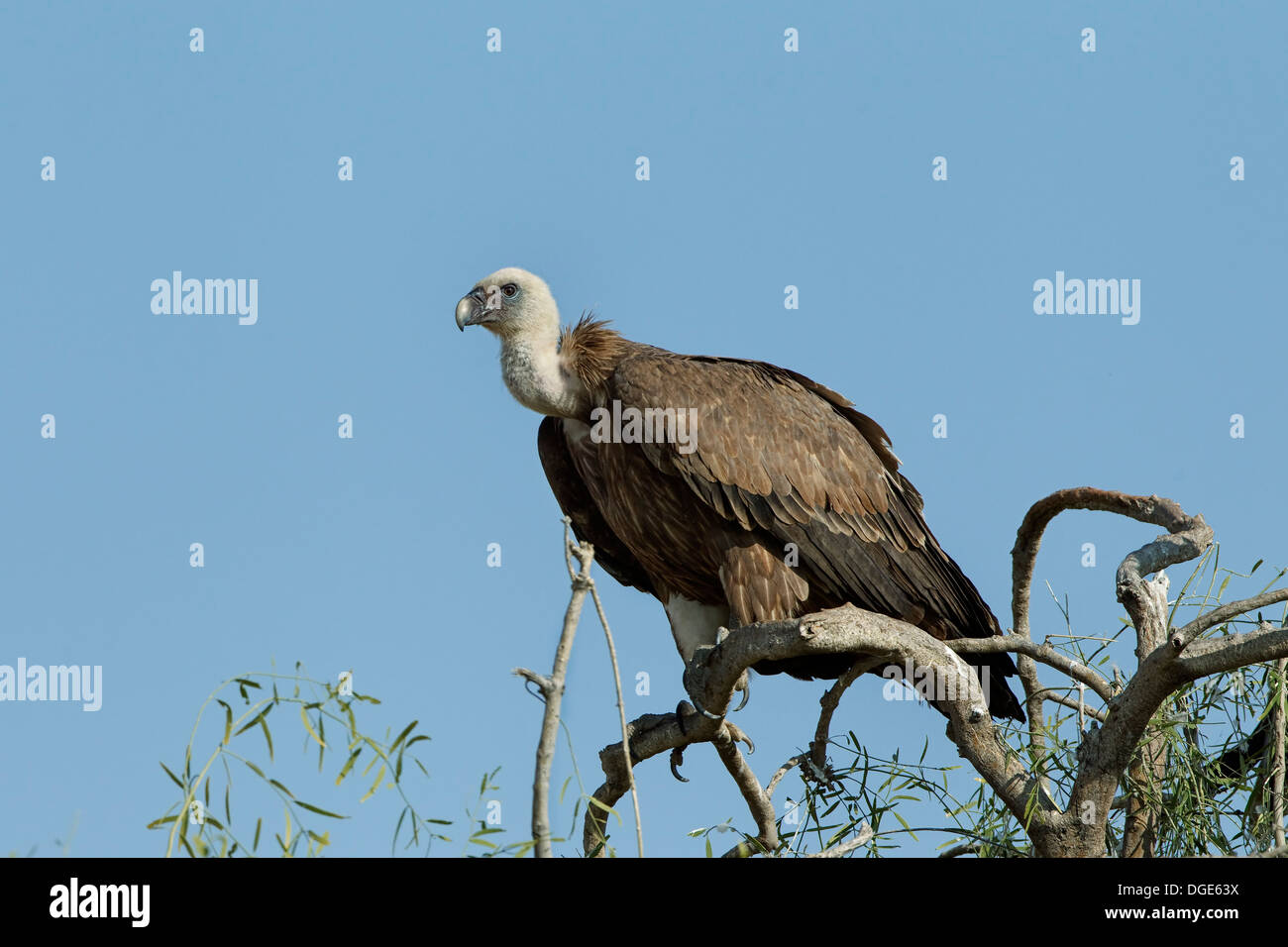 Himalayan Griffon Vulture Banque D'Images