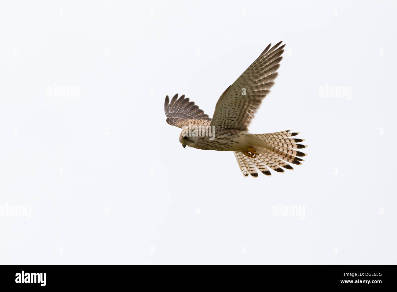 Kestrel planant Banque D'Images