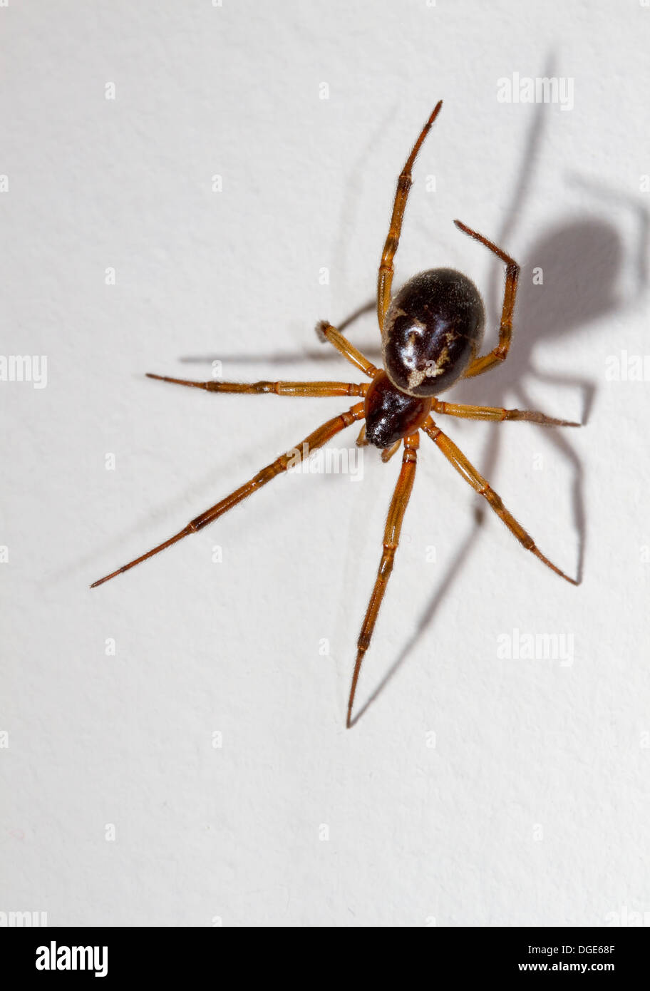 Fausse araignée veuve (Steatoda nobilis) dans la maison, West Sussex, UK. Banque D'Images