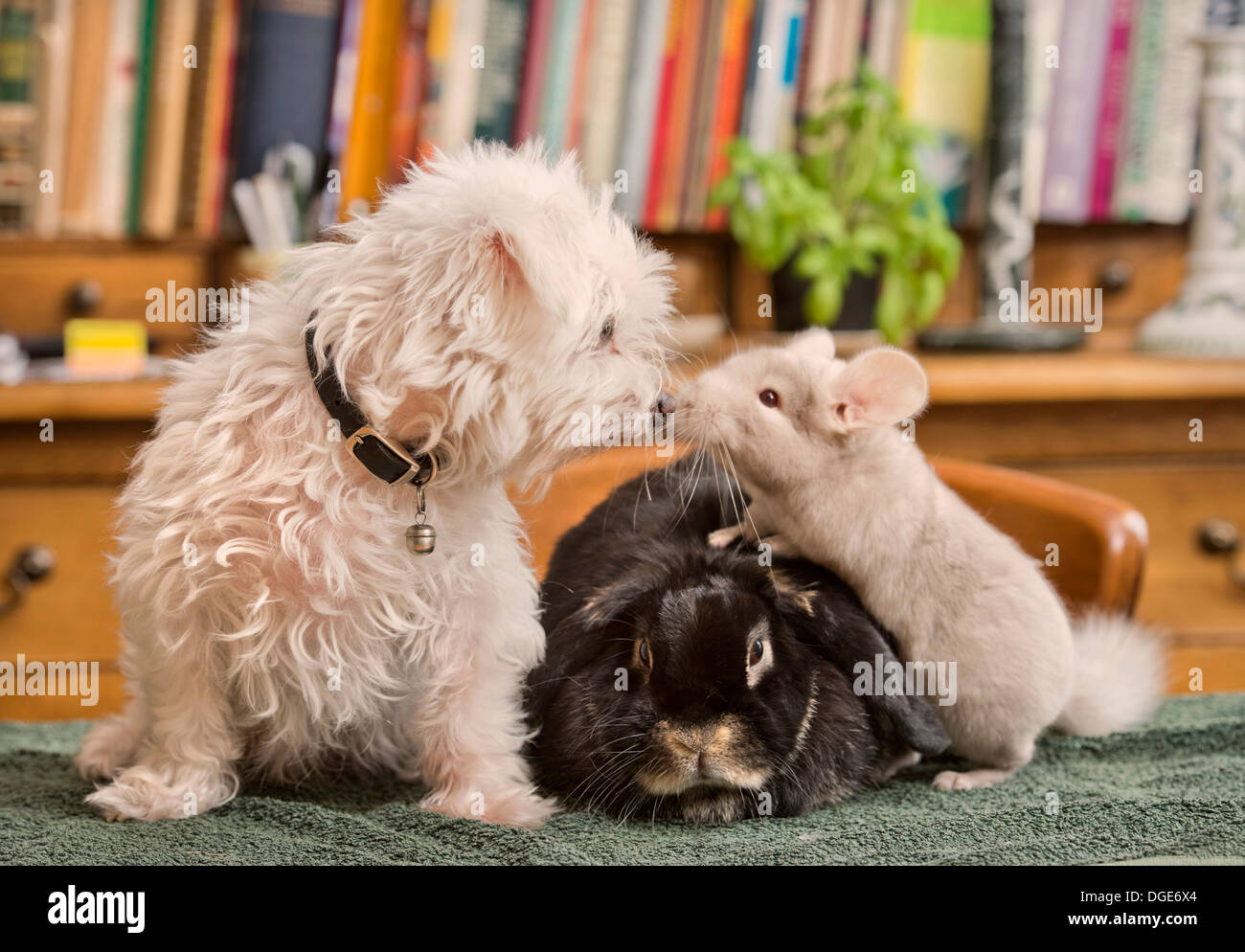 Un chien avec un lapin et chinchilla dans un home UK Banque D'Images