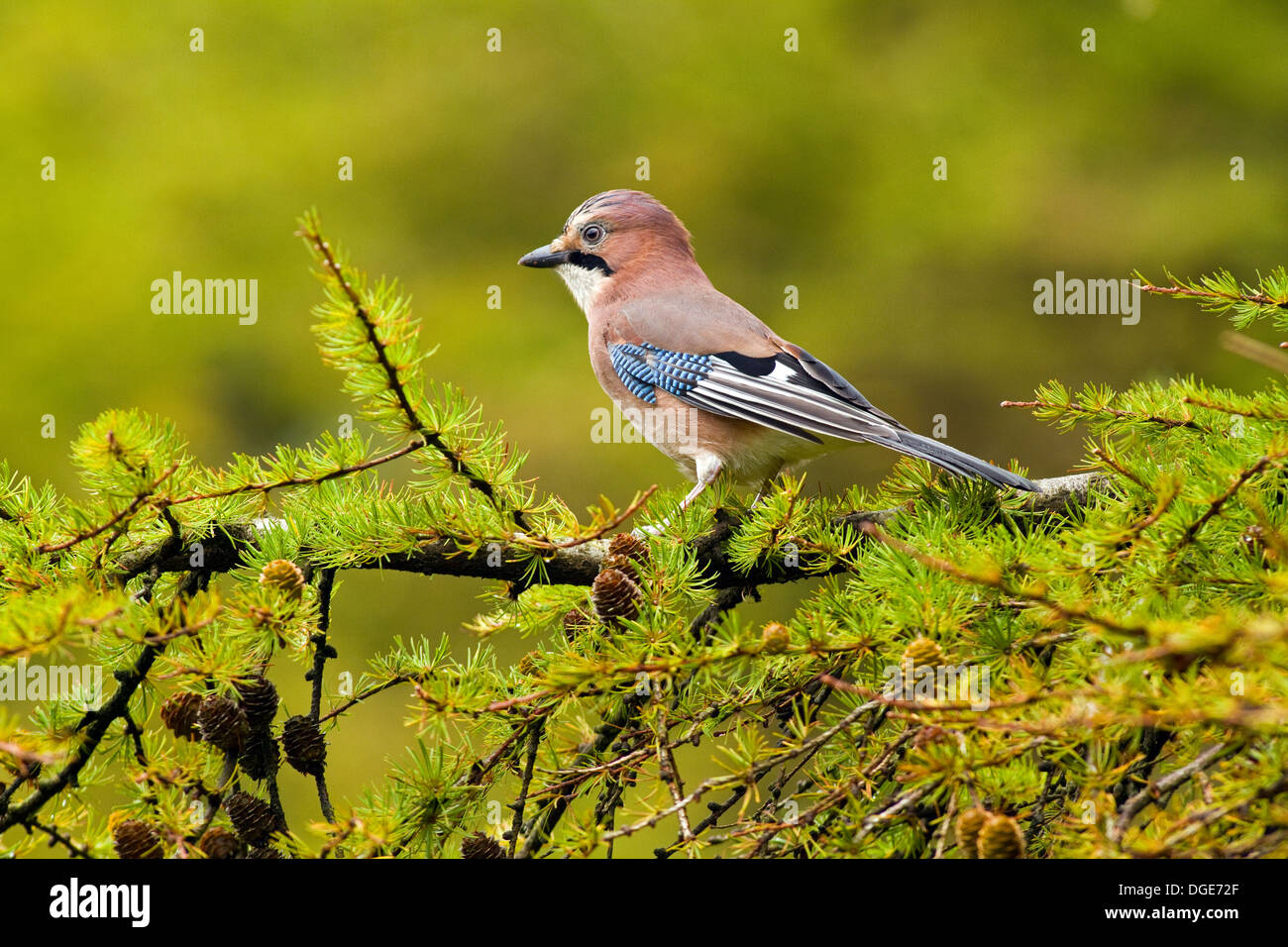 Jay dans une forêt,Ireland Banque D'Images