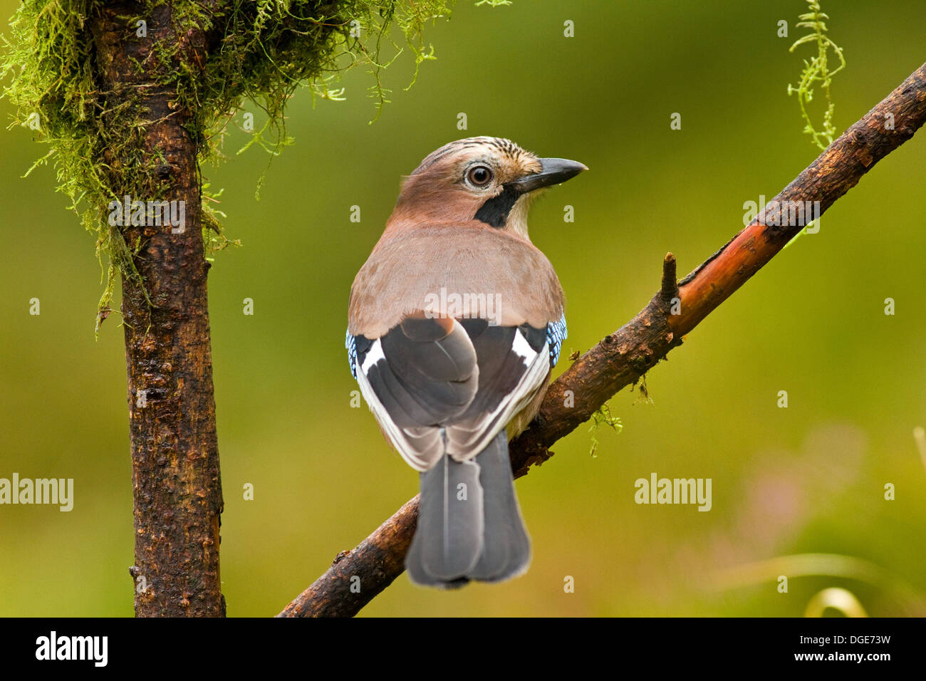 Jay dans une forêt,Ireland Banque D'Images